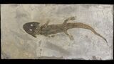 Permian Amphibian (Cheliderpeton) From Germany #51333-3